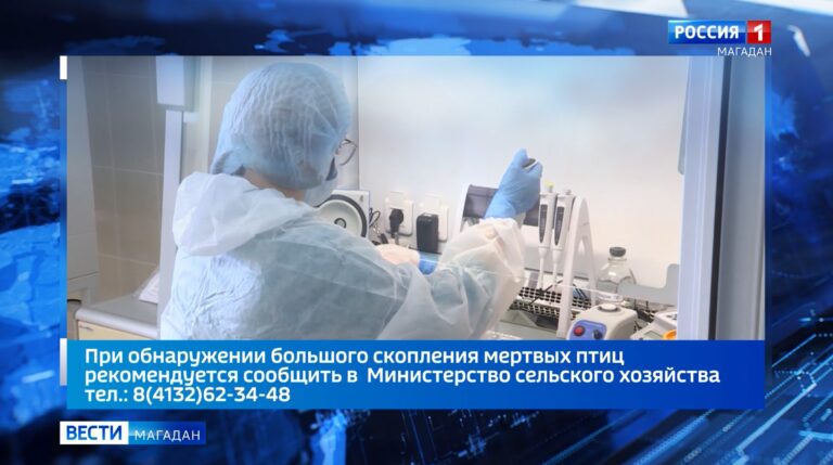 Карантин по высокопатогенному птичьему гриппу объявлен в Магаданской области