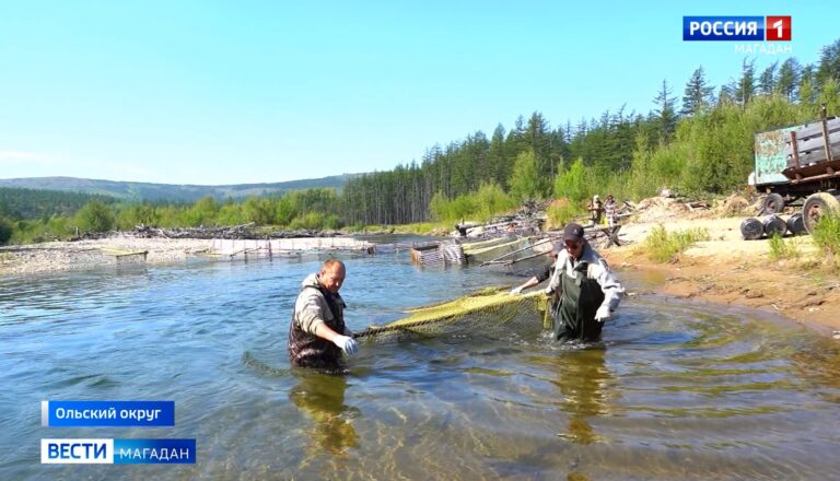 Рыбоводы закладывают икру лососевых на притоке реки Ола