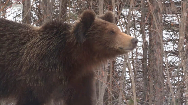 Сегодня в Магаданской области открылась охота на бурого медведя.