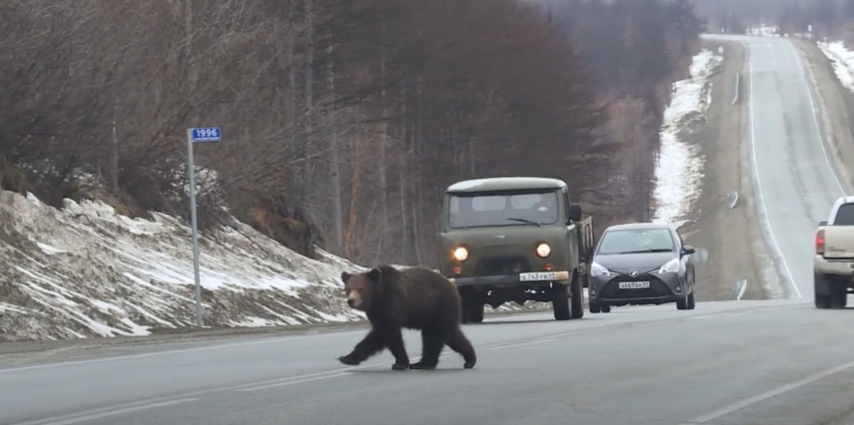 Два медведя освоились участке федеральной трассы "Колыма"