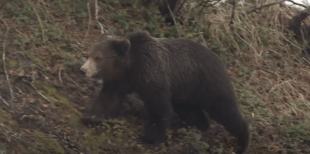 С медведями в окрестностях Магадана будут бороться штрафами за свалки