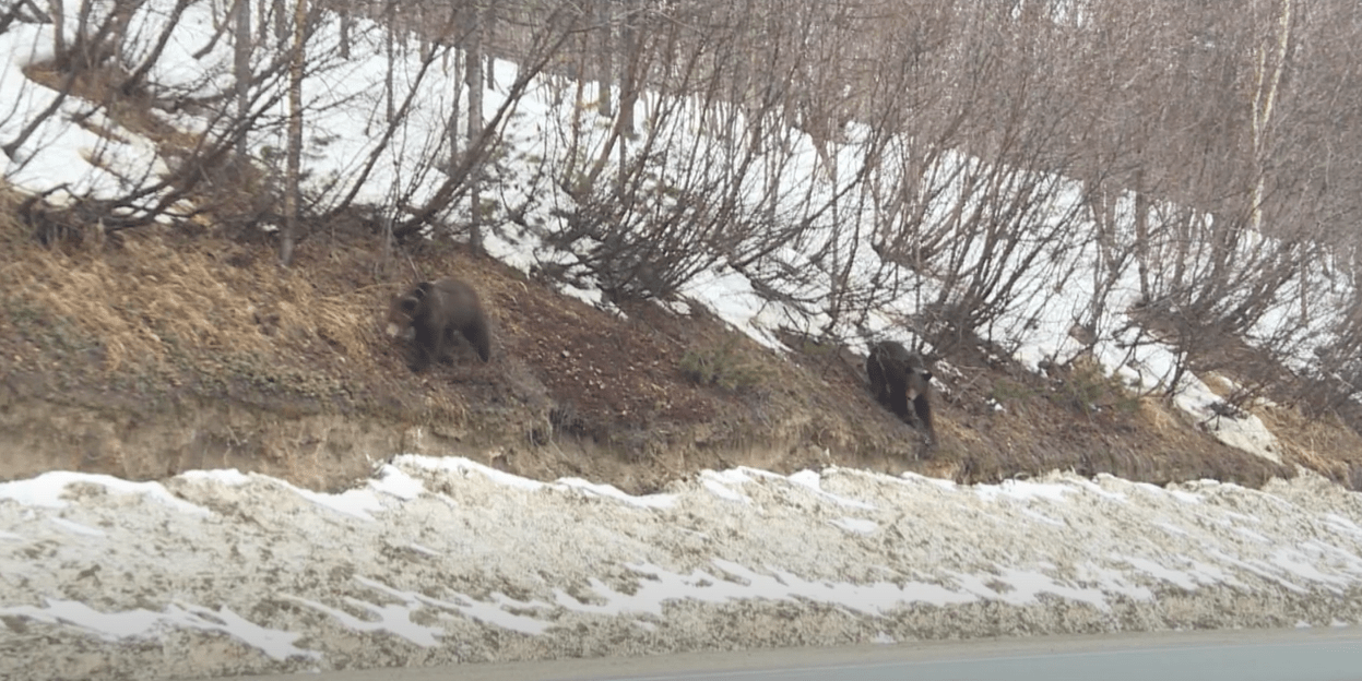 Охотоведы требуют от муниципалитета закрыть мусорные контейнер, чтоб не привлекать медведей