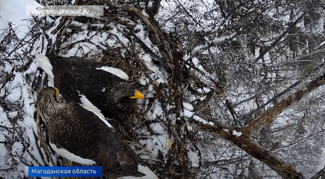 Орланы вынуждены высиживать птенцов в снегу