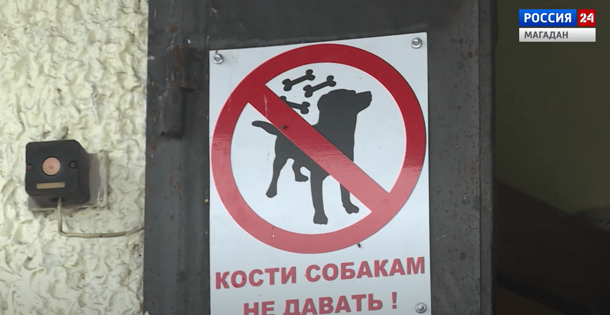 101 раз на колымчан нападали собаки в этом году