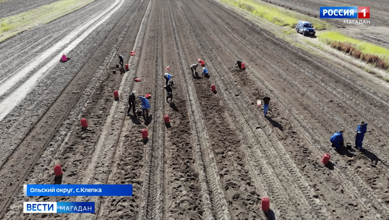 Колымские сорта картофеля отправят на посадки фермерам