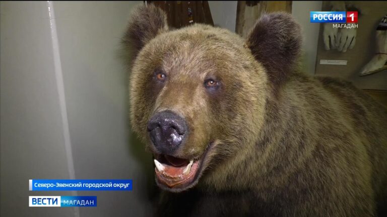 Бурый медведь изготовленный одним из лучших таксидермистов Мира Александром Соколовым пополнил экспозицию, посвященную фауне Колымы