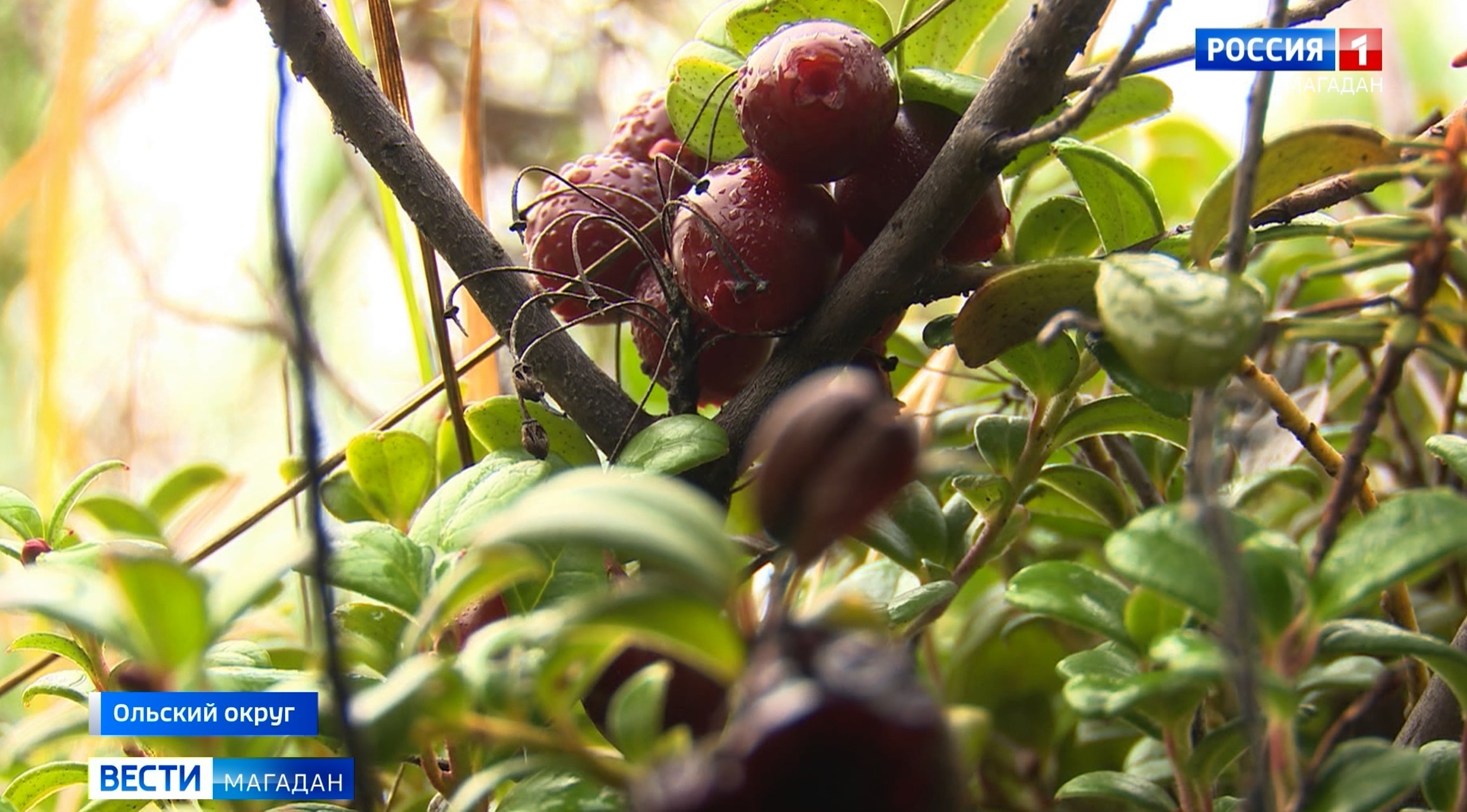 Грибы и ягоды собирают в лесах Магаданской области